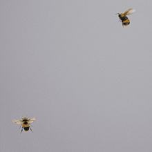 Обои с пчелами Andrea Rossi Cavolli 54419-6
